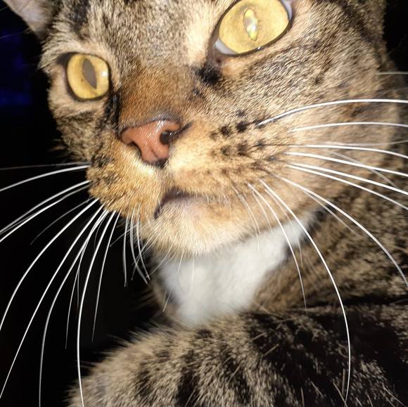 Meet your Posher, Publio - Picture 1 of 1